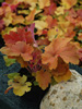 urawka Heuchera 'Southern Comfort'